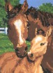 horses_paint-by-number-TN.jpg