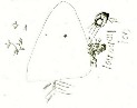 Christmas_tree-pencil-TN.jpg