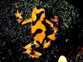 golden tree frog